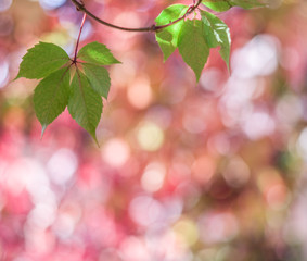 Blurred red leaves. Nature background.