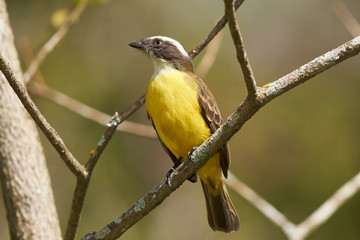 Drei-Streifen-Tyrann (Conopias Trivirgata) auf einem Zweig