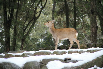 奈良公園の雪景色