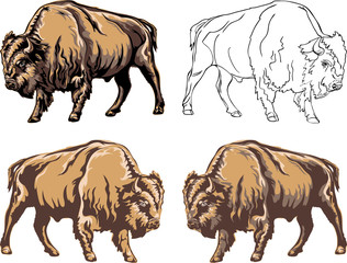 buffalo, color, black, illustration, isolation, figure, silhouette, portrait, various postures of the animal