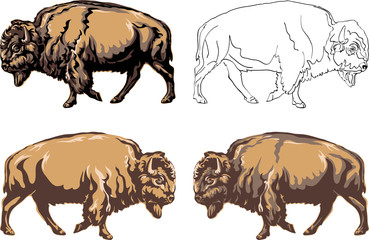 buffalo, color, black, illustration, isolation, figure, silhouette, portrait, various postures of the animal