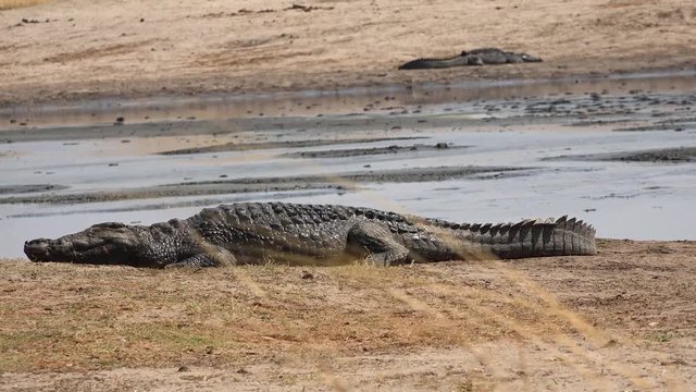 Crocodile at a waterhole in Hwange National Park, Zimbabwe (4K footage)
