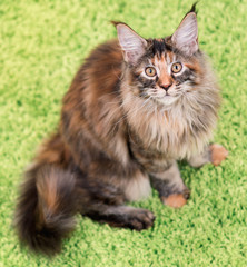 Naklejka na ściany i meble Fluffy tortoiseshell kitty sitting on a green carpet. Portrait of domestic Maine Coon kitten, top view point. Playful beautiful young cat looking upwards.