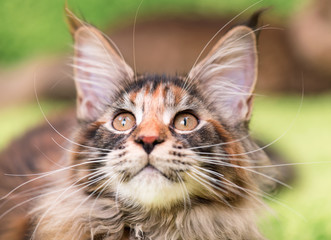 Close-up portrait of tortoiseshell kitty. Domestic curious Maine Coon kitten - 4,5 months old - looking upwards. Cute young fluffy cat - focus on eyes. 