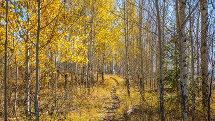 Golden autumn forest. Grand Teton National Park, Wyoming, USA