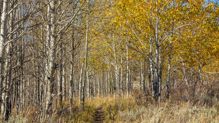 Golden autumn forest. Grand Teton National Park, Wyoming, USA