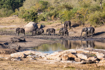 Leaving the Watering Hole - Kruger National Park - South Africa