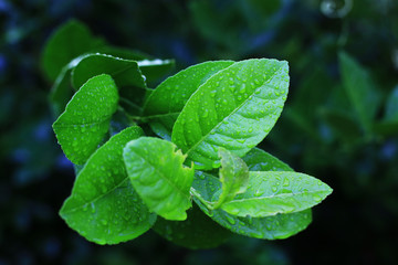 Closeup Lime leaves rounded slender beautiful bright drop of water slid, Lime tree lemon background green , rain 
