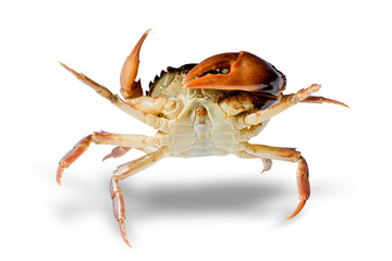 Freshwater crabs isolated on white background. Ricefield crab in Thailand. File contains a clipping path.
