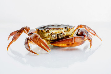 close up Freshwater crabs on White background. Ricefield crab in Thailand.