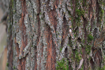 Bark texture background pattern crack old brown for design