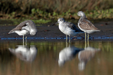 Group of Three Greenshank 
