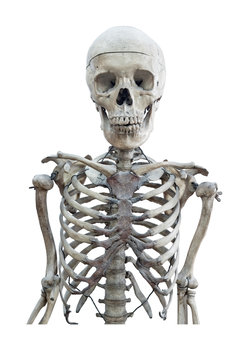 human medical skeleton isolated