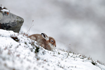 Mountain Hare in Snow
