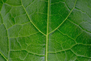 Texture of a green leaf as background.