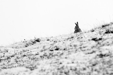 Mountain Hare in Snow