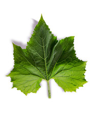 Pumpkin leaf isolated on a white background.