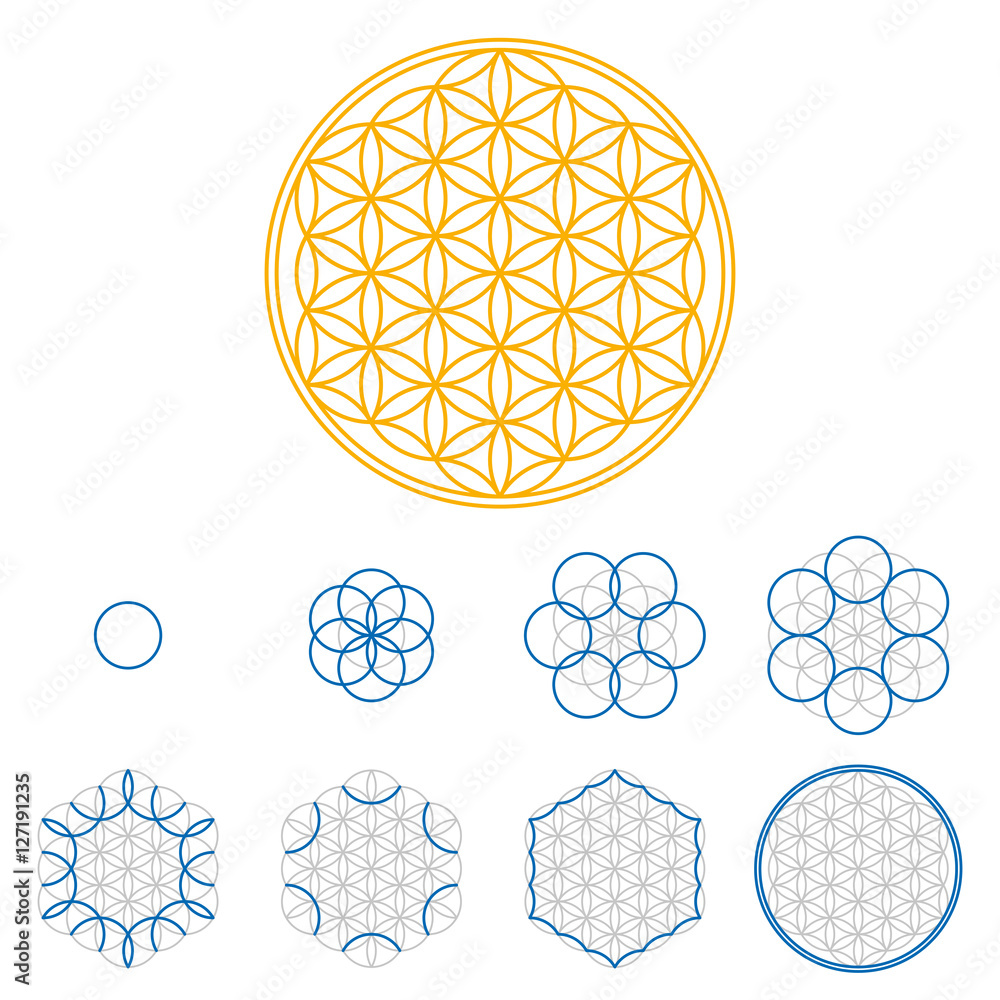 Poster colored flower of life development. an ancient symmetrical symbol, composed of multiple overlapping 