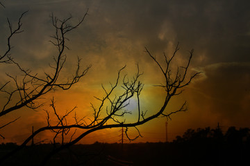 silhouette tree on sunrise