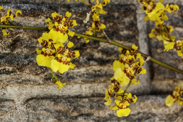 Bright Yellow Oncidium Orchid Flowers Against Precast Cement Wal