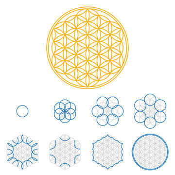 Colored Flower of Life development. An ancient symmetrical symbol, composed of multiple overlapping circles, starting by one single circle, forming a flower like pattern. Sacred geometry illustration.