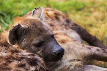 Hyena in the African savannah
