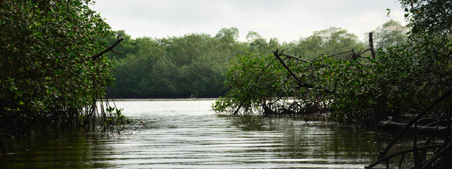 Inside the mangrove, Isla Muisne, Ecuador
