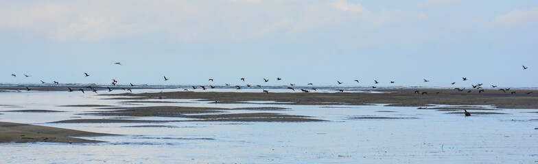 Horizon and birds in mangrove, Isla Muisne, Ecuador