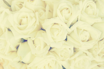 Bunch of white rose