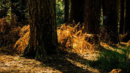 forest conifers uk