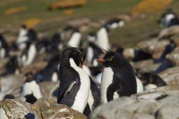Colony of Rockhopper Penguins (Eudyptes chrysocome) on a grassy plain close to cliffs leading to the sea on Saunders Island on the Falkland Islands.