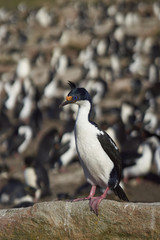 Imperial Shag (Phalacrocorax atriceps albiventer) standing on the edge of a large colony of birds on Saunders Island on the Falkland Islands