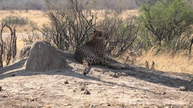 Cheetah relaxing in the sun (Hwange National Park, Zimbabwe) as 4K UHD footage