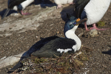 Imperial Shag (Phalacrocorax atriceps albiventer) sitting on its nest on Saunders Island in the Falkland Islands