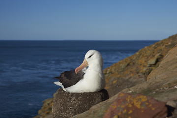 Black-browed Albatross (Thalassarche melanophrys) sitting on a nest on the cliffs of Saunders Island in the Falkland Islands.