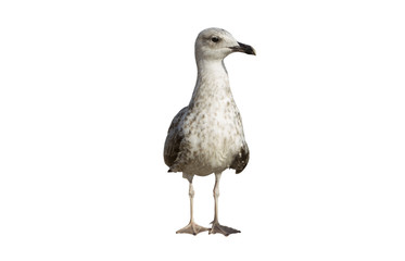 Single seagull on the white background