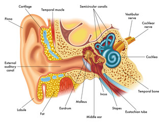 ear anatomy