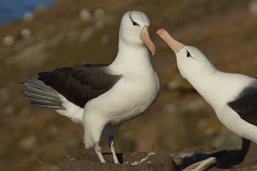 Pair of Black-browed Albatross (Thalassarche melanophrys) courting on the cliffs of Saunders Island in the Falkland Islands.