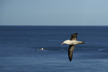 Black-browed Albatross (Thalassarche melanophrys) in flight along the cliffs of Saunders Island in the Falkland Islands.