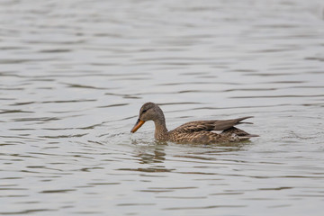 Gadwall duck (Anas strepera) swimming