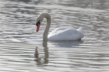 Mirrored mute swan (Cygnus olor)