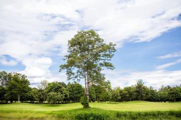 Obraz premium tree in the golf course
