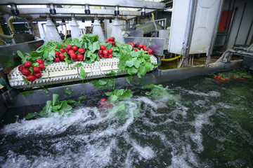 Radishes being washed on conveyor belt on industrial washing line