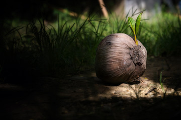 Seedlings of coconut growing. The concept are starting of business. low key style