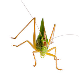 Female locust with ovipositor. Locust, grasshopper isolated on white background shot in a macro lens.