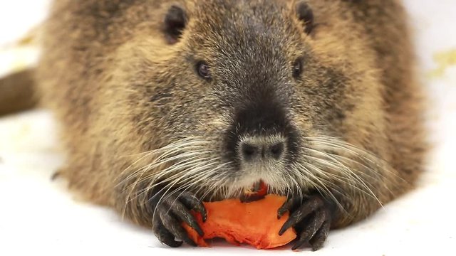 Coypu (Myocastor coypus) aka river rat or nutria mammal animal isolated on a white screen, eats pumpkin