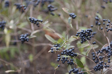 Deep blue and glossy berries on a shrub of the Wild Privet, Ligustrum vulgare, in autumn.