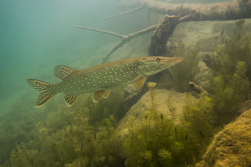 Pike Fish