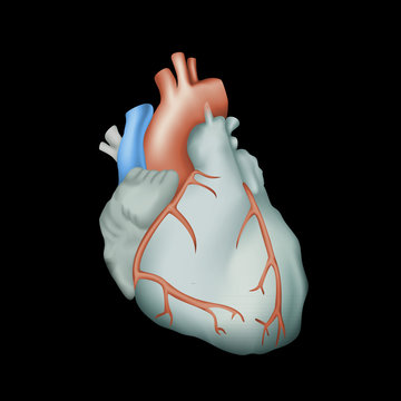 Human heart. Anatomy illustration. Colorful image, black background.