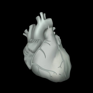 Human heart. Anatomy illustration. Gray image, black background.
